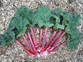 Syrian rhubarb